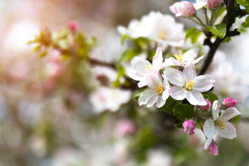 Fototapeta na wymiar Pink flowers of blooming apple tree in spring, close-up. Sunny day in nature outdoors. 