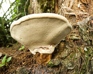 mushrooms in the forest