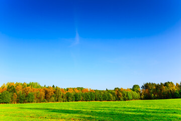 Naklejka premium Field in an autumn forest on the blue sky background