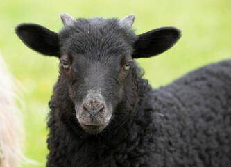 Fototapeta premium Portrait and close-up of a black lamb, a 
