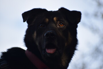 Beauty of a black colour dog. Sky in background. Selective focus, Selective Focus On Subject, Background Blur