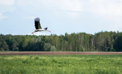 flying stork bird over the field