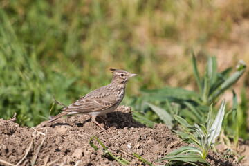 Crested lark Galerida cristata in natural habitat
