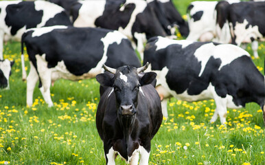  Cows grazing in the meadow
