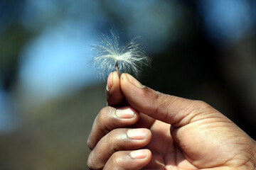 Beautiful picture of white leaf on a hand. Selective focus, Selective Focus On Subject, Background Blur