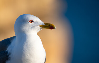 Gaivota