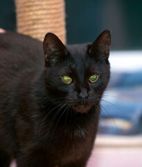 black old 20 year old cat
