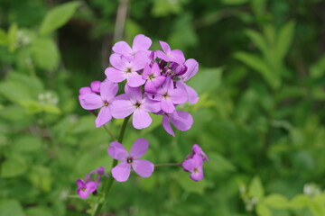Fototapeta na wymiar A purple woodland wildflower, Hesperis Herbaceous, Dame's Rocket growing in a meadow along a hiking trail in New Jersey