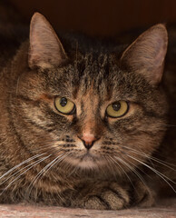 brown tabby cat with yellow eyes