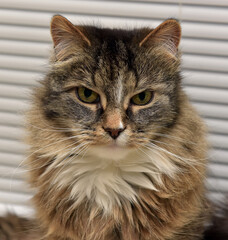 fluffy brown with stripes cat with big expressive eyes