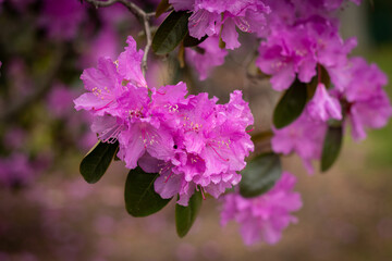 Rhododendron trees woody plants in the heath family  at spring