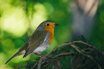 Close-up robin bird. Green leaves, tree branches and bird. A robin bird on the branch of the tree. The voice of the birds. Colorful tiny bird.