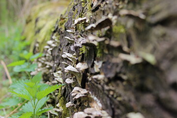 moss and mushrooms on tree trunk