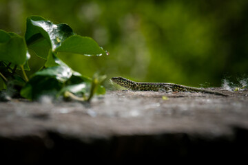 A lizard sunbathing by itself (macro)
