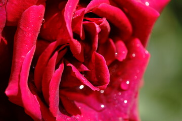 Naklejka premium The roses are in bloom in our garden