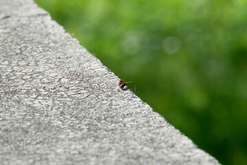 Two ants fighting each other (macro)
