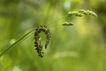 Walnuts Young Flower on a Meadow Herb