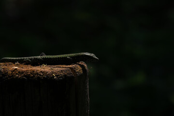 A lizard sunbathing by itself (macro)