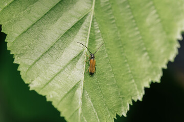 bug on a leaf