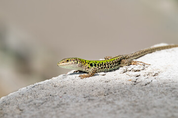 A lizard sunbathing by itself (macro)