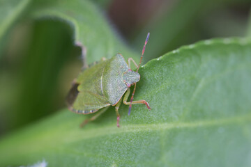Common green shield bug, shieldbug, Palomena prasina or stink bug resting on a green leaf in springtime, close-up view of head and antennae 