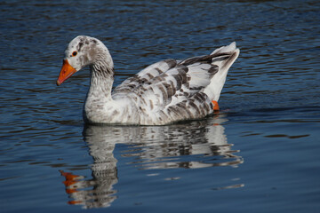 Geese with reflection