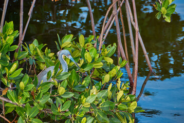 Capture of one little blue heron hidden in bush