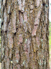 Background of pine bark. Pine bark close-up. The texture of the tree bark. Vertical version of the photo