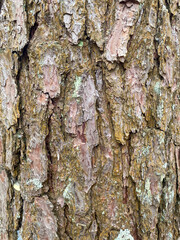 Background of pine bark. Pine bark close-up. The texture of the tree bark. Vertical version of the photo