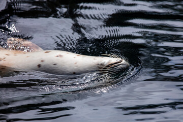 harbor seal playing in water