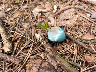An eggshell of blue color lies on the ground in the forest. Eggshell close-up on the ground. Food waste pollution forest