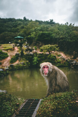 Monkey at the Kyoto monkey park