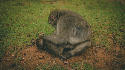 Monkey at the Kyoto monkey park