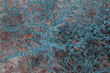 red and blue forest bushes  closed up background