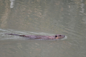 Obraz premium Beaver swimming in Alaska's Reflections Lake