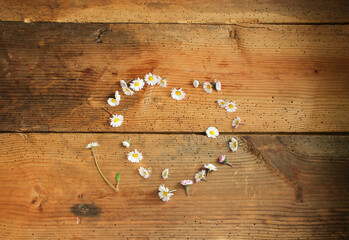 Gänseblümchen Herz essbare Blüten und Blätter overhead © eflstudioart