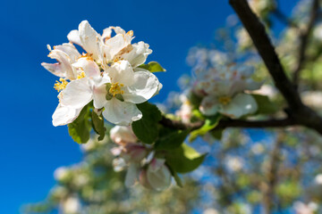 Obraz premium Kirschblüten