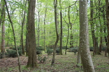 Forêt de Fontainebleau en France