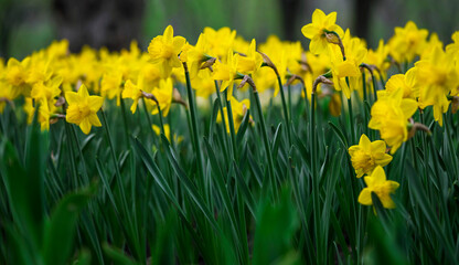 Obraz premium blooming yellow daffodils on a flower bed, floral background with partial blur, selective focus