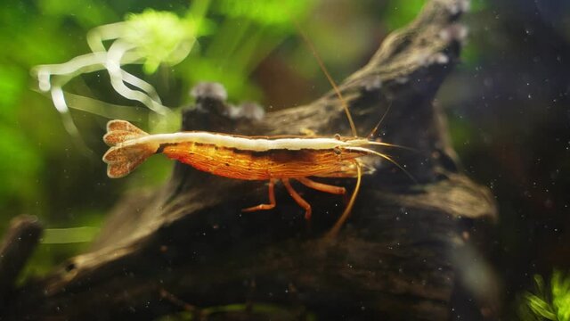 Freshwater Bamboo Shrimp sitting on a snag. Atyopsis moluccensis.