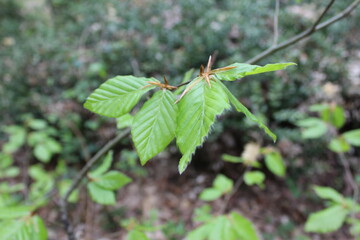 Forêt de Fontainebleau en France