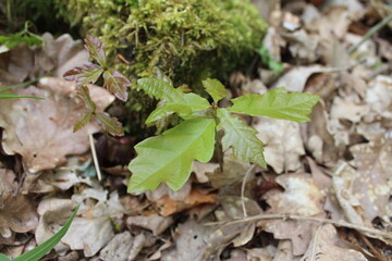 Forêt de Fontainebleau en France