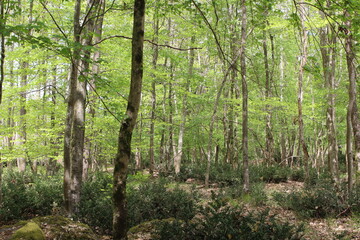 Fototapeta na wymiar Forêt de Fontainebleau en France