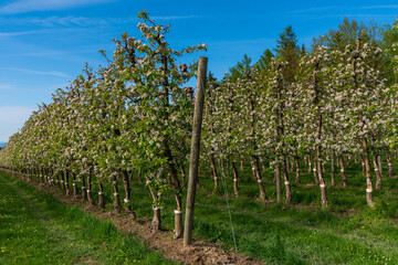 Fototapeta premium Apfelbaumplantage