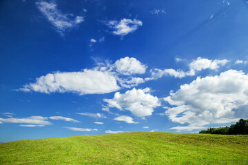 Slovenian Corn Fields