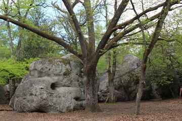 Fototapeta na wymiar Rocher de la forêt de Fontainebleau