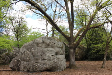 Fototapeta na wymiar Rocher de la forêt de Fontainebleau
