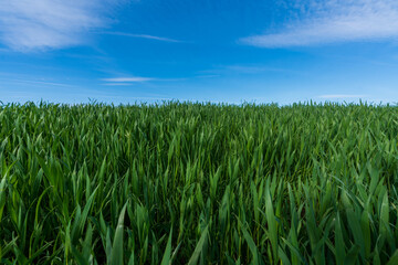grünes Weizenfeld mit Himmel und Wolken