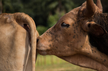portrait of a bull detection cio