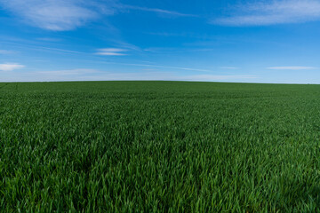 grünes Weizenfeld mit Himmel und Wolken